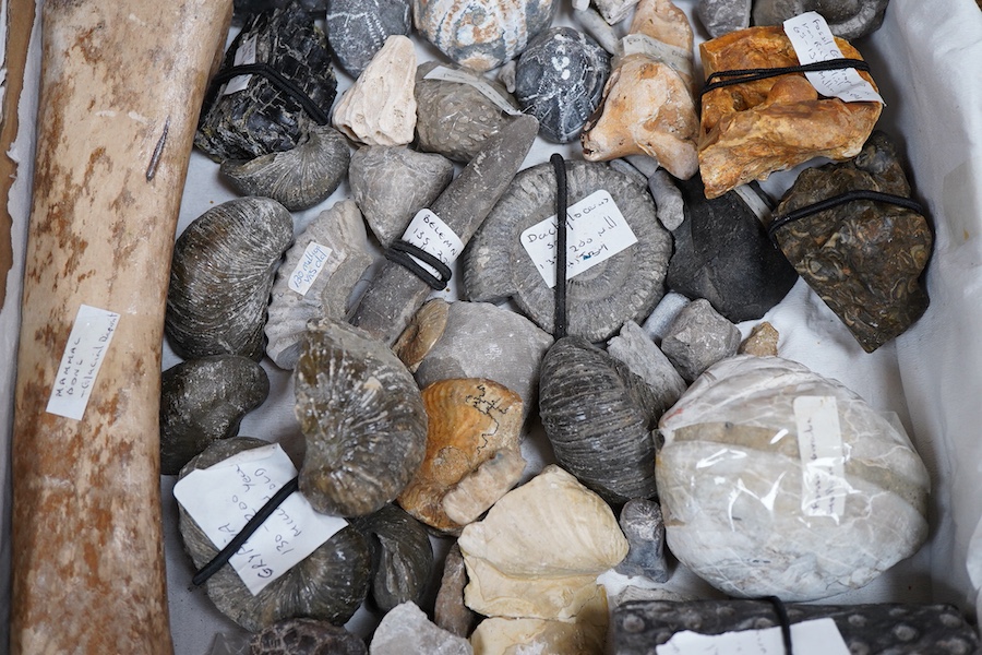 A collection of fossils, etc., including; echinoids, ammonites, fossilised tree fern sample, shells, grypia, a large bone, two large ammonites prepared on one matrix, etc.